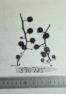 Click for 1 image(s) for this accession. FRUIT